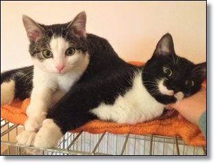 Däumelichen und Kater