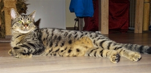 Oskar